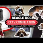 Beagle Dogs CCTV Compilation: Sleeping and Reflecting.