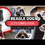 Beagle Dogs CCTV Compilation: Playing/Zoomies.