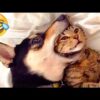 Baby Dogs  Cute and Funny Dog Videos Compilation # -  Funny Puppy Videos Funny Happy Pets Animal #