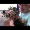 puppy surprise compilation NO:32