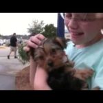 puppy surprise compilation NO:32