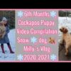 Snow dog - Millys 6th Months Vlog - Cockapoo Puppy - Compilation Videos - Lockdown Vlogs