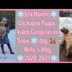 Snow dog - Millys 6th Months Vlog - Cockapoo Puppy - Compilation Videos - Lockdown Vlogs