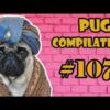 Puppy NEW Pug Compilation 107  - Funny Dogs but only Pug Videos - Instapugs