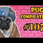 Puppy NEW Pug Compilation 107  - Funny Dogs but only Pug Videos - Instapugs