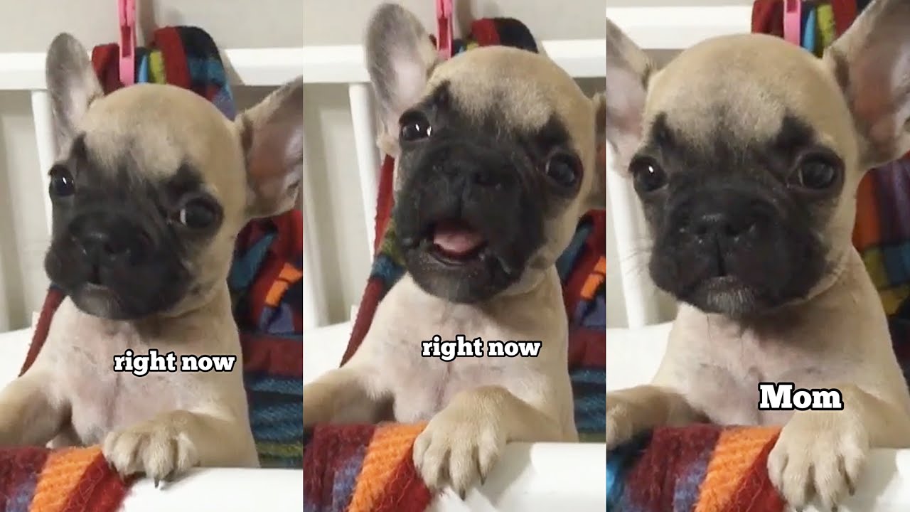 French Bulldog Puppy Calls His Mom **Baby Griffin