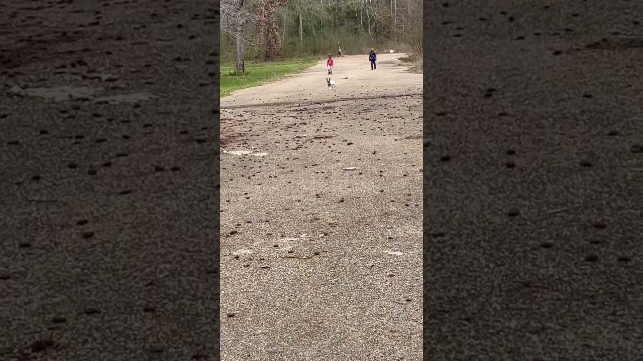 French Bulldog racing the kids .. frenchbulldog frenchie bulldog live youtubeshort