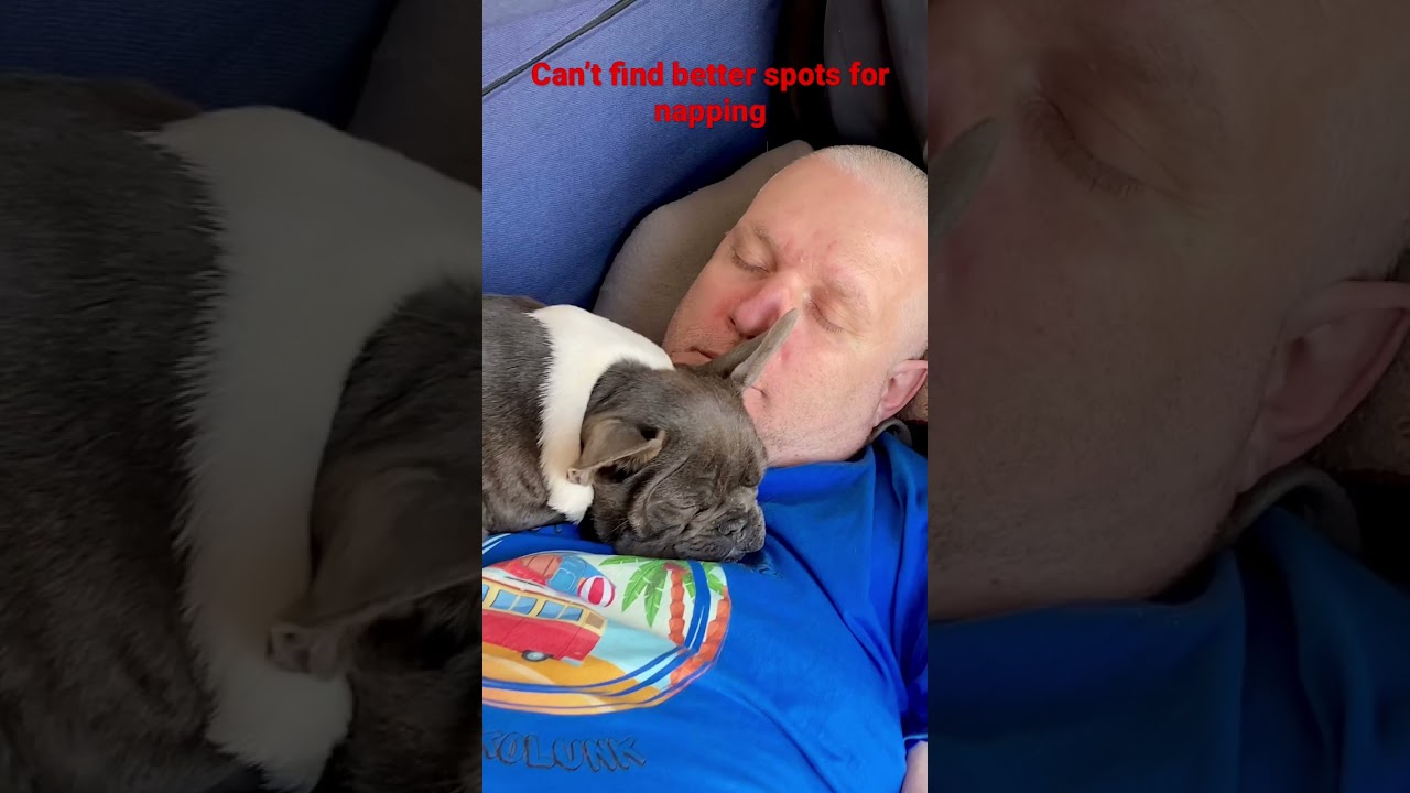 Napping with daddoo frenchbulldog frenchie frenchieworld frenchies