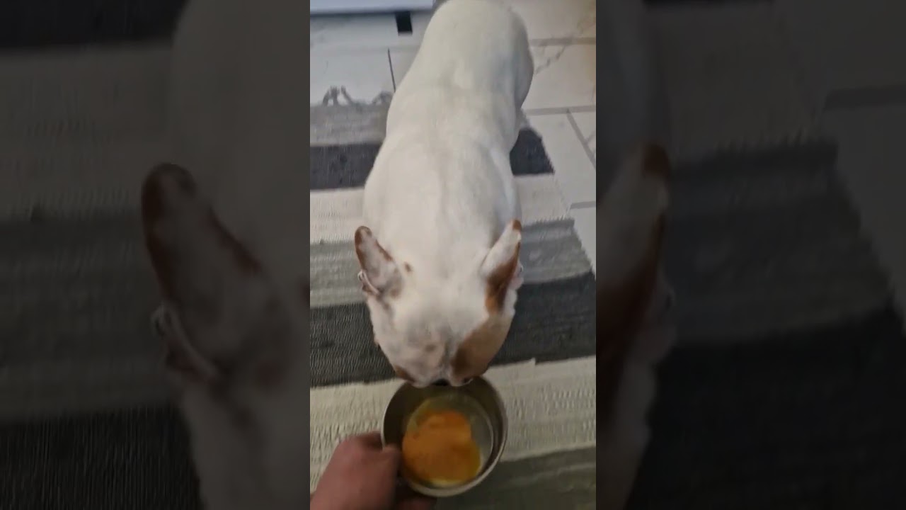 How much i LoveEGGs short frenchbulldog frenchielover