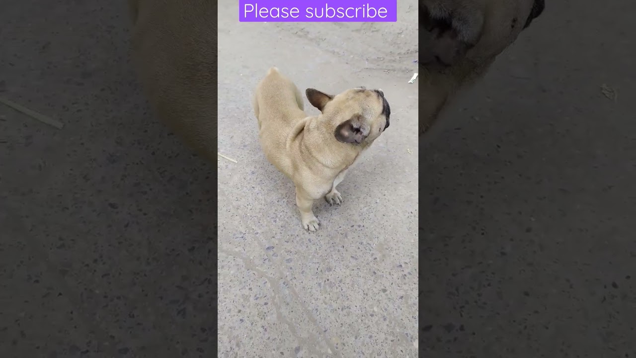 cute French Bulldog video ytshorts youtubeshorts