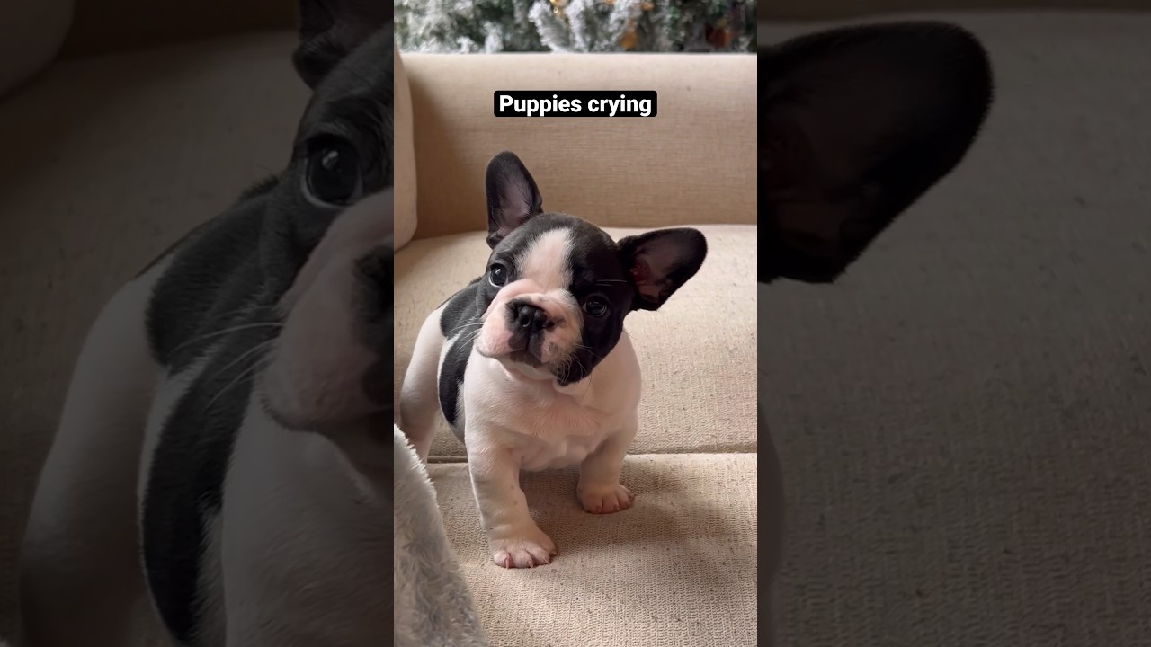 Puppies crying compilation – saddest French Bulldog puppies   puppy pets