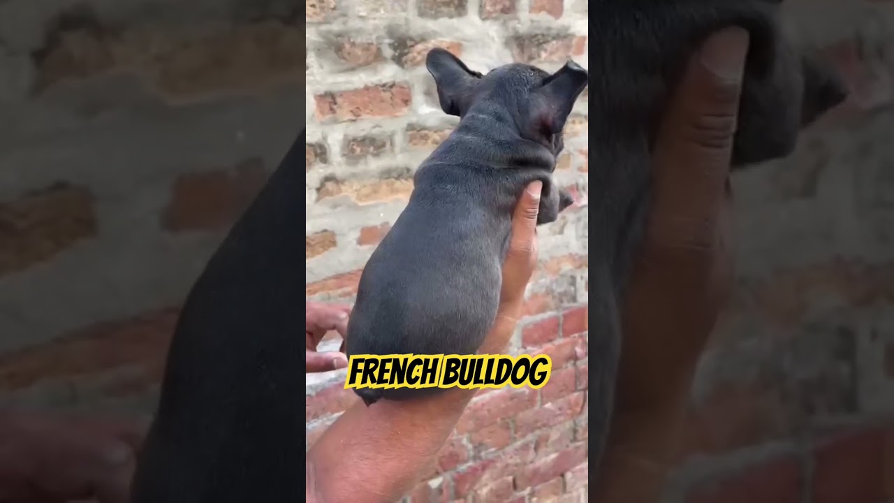 black french bulldog puppy   frenchbulldogforsale