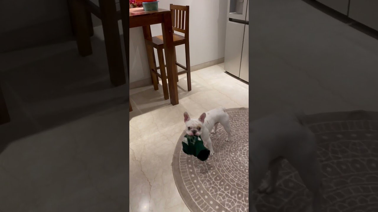 Theo the Naughty Frenchbulldog   frenchbulldog frenchielover