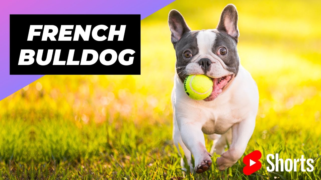 French Bulldog   One Of The Smallest Dog Breeds In The World