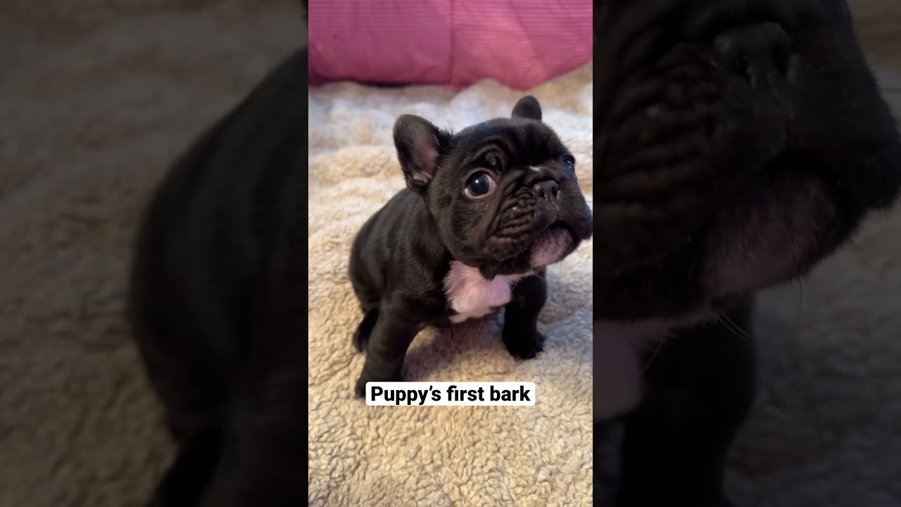 Adorable Frenchie Puppy’s First Squeaky Barks