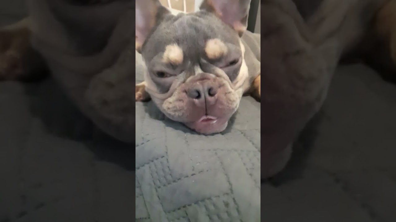guilty! frenchie cutie frenchbulldogfeedhortsyoutube cutedogs