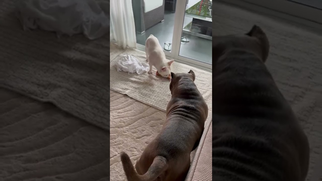 French bulldog AND American bully friends