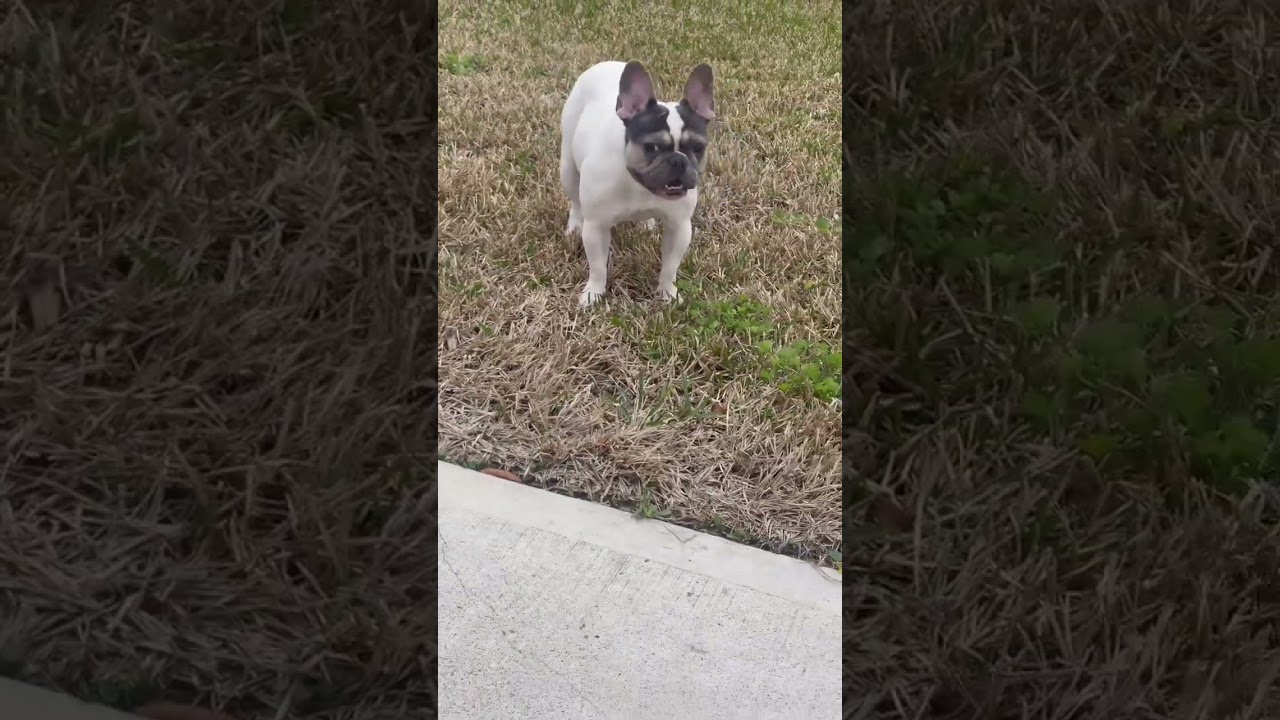 French bulldog enjoying out before road trip.. frenchbulldog frenchie bulldog live