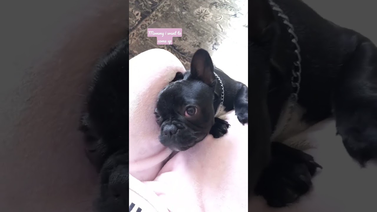 Mommy I want to sit in lap frenchbulldogvideo fyp