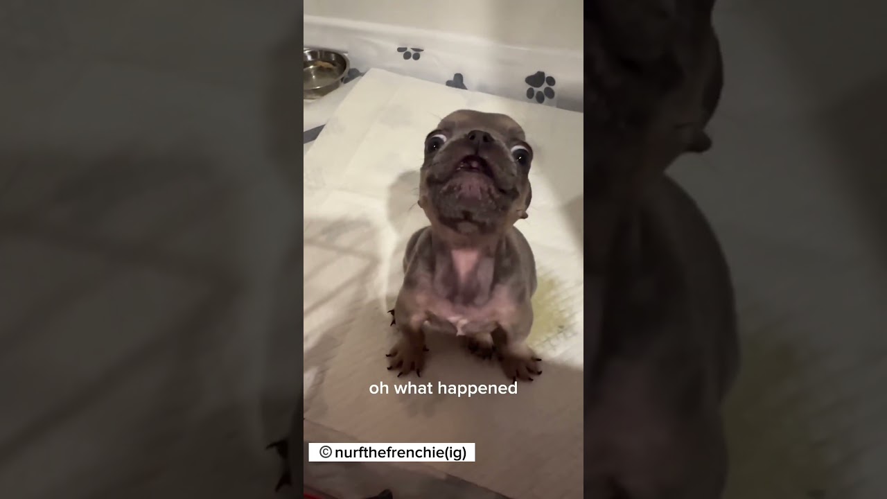 Cute French bulldog puppy with a lot to say animals pets