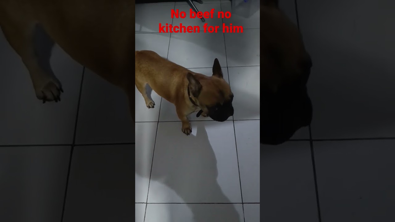 No beef no kitchenvideo frenchbulldog frenchie frenchpuppyshorts