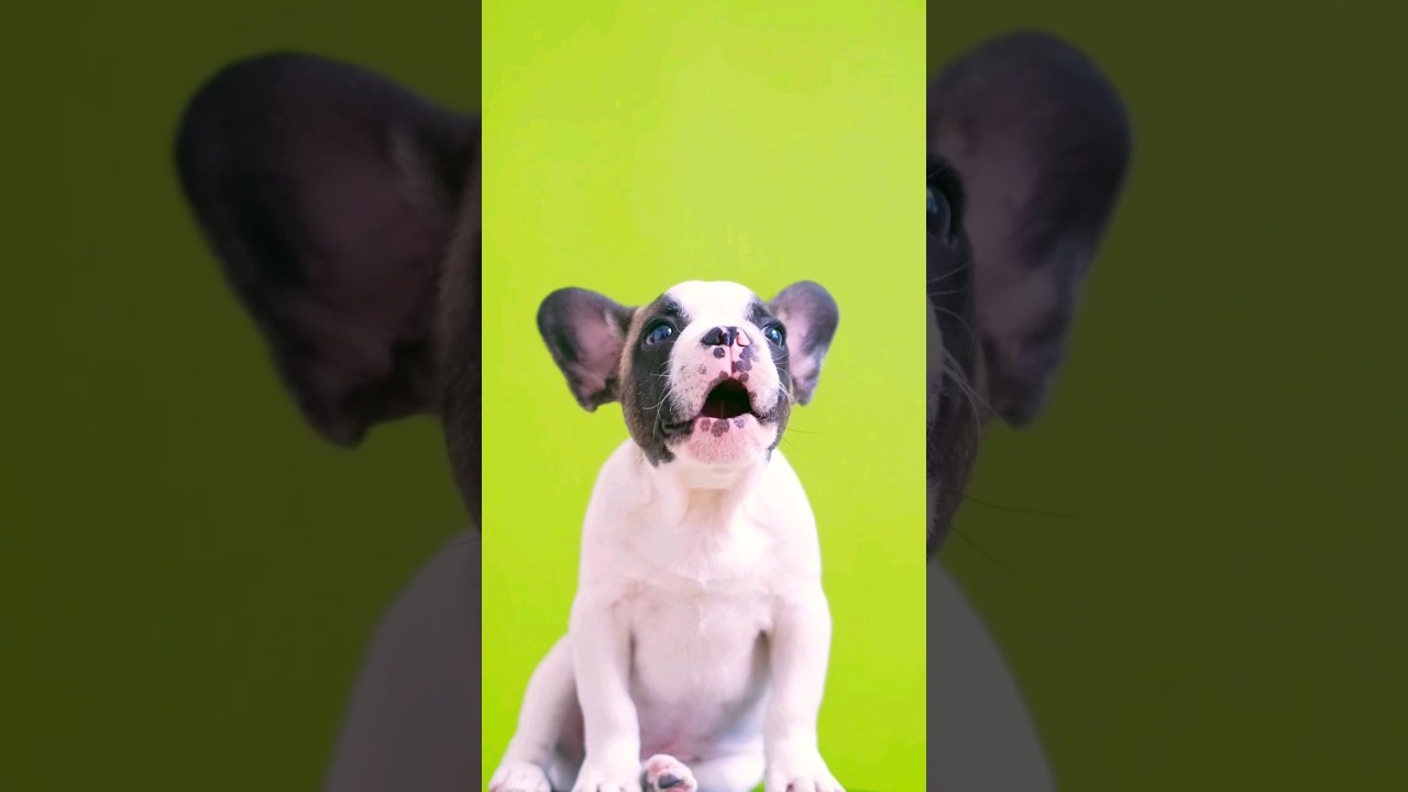 most Cute french bulldog short youtubeshortslover