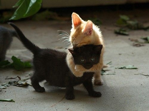 a sneak up cuddle attack 54746951692097204