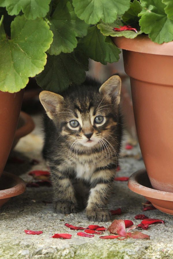 Croatian Kitten by Don Wolf 54746951691333756