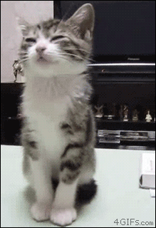The 40 Cutest Things That Happened This Year 54746951692726992