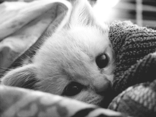 via tumblr 54746951689962484