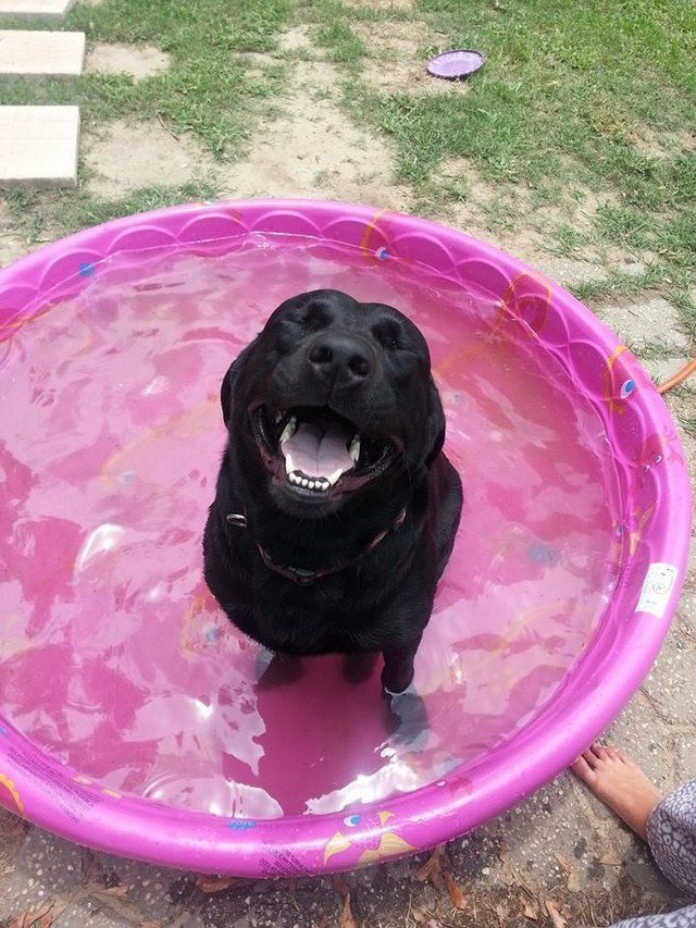 18 Dogs Who Are Straight Chillin' In Their Kiddie Pools 58406126410272100