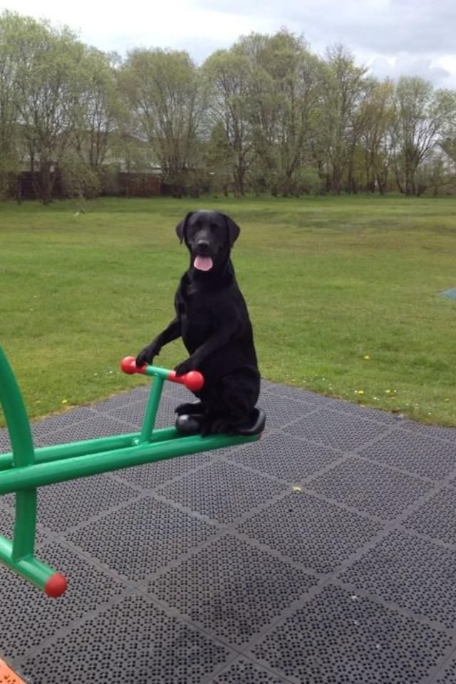 My friend's dog enjoys the park in a slightly different way than you'd expect. 58406126410271327