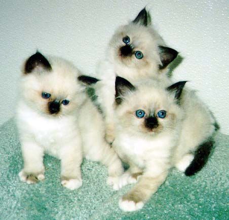 Kittens Pictures and Images 54746951689982735