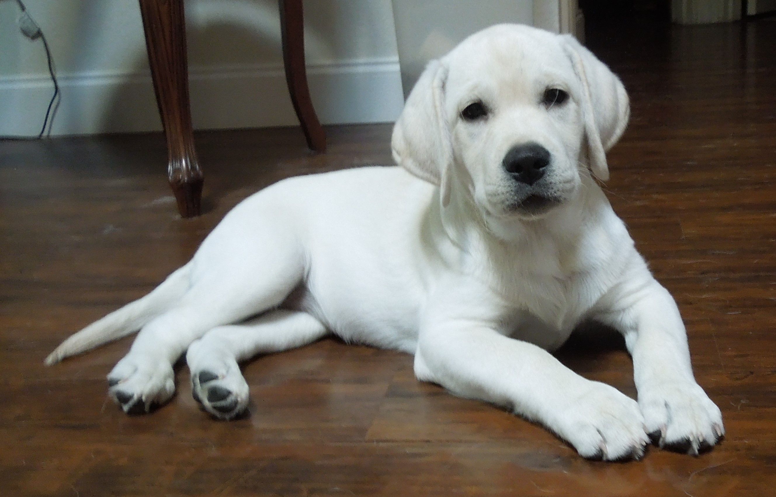 White Lab Puppies 58406126406094253