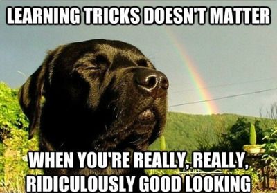 25 Funny Dog Memes: Part 4 58406126407922667