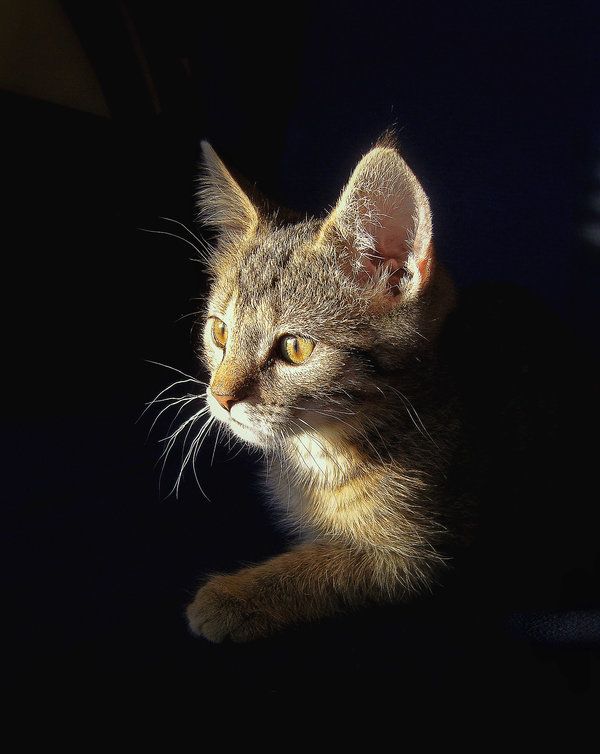 Kitty 54746951691751801