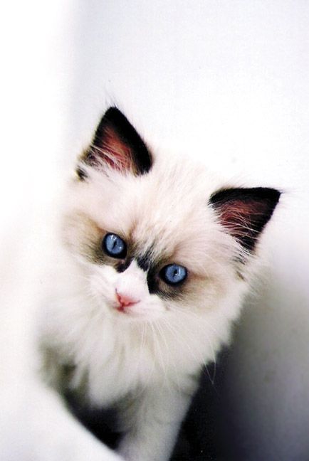 Ragdoll Kitten by vernlicious on DeviantArt 54746951691269716