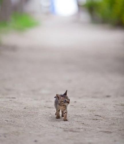 teeny tiny 54746951692175290