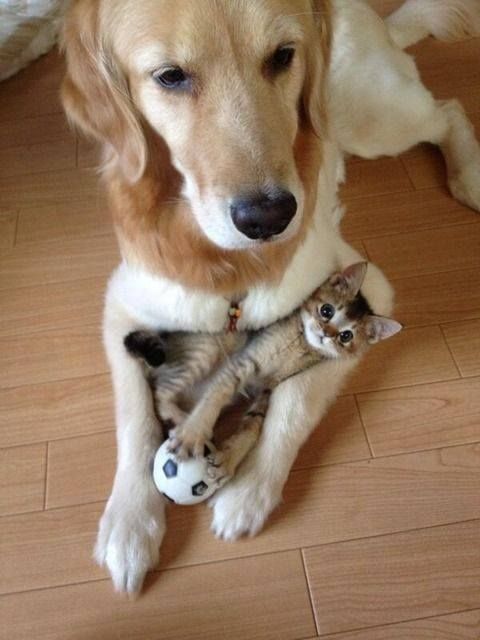 This is the cutest thing I've seen in a long time. Had to share. Hope to brighte... 54746951696375335