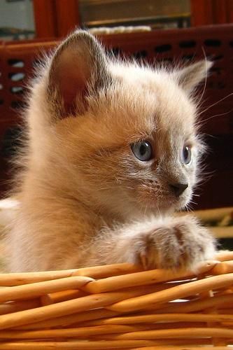 Kitten 54746951696685096