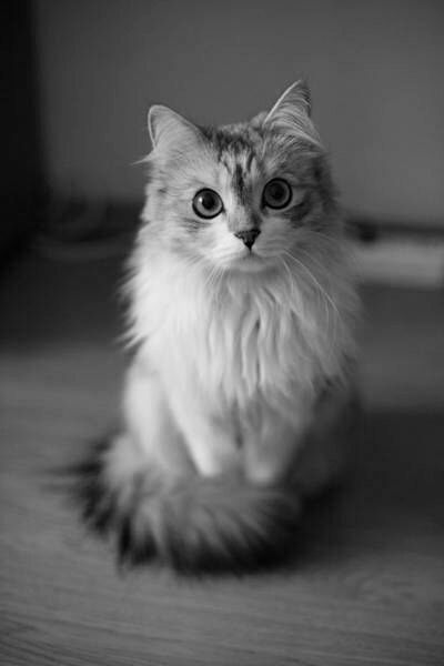 =^.^= meeeow~ 54746951690928036