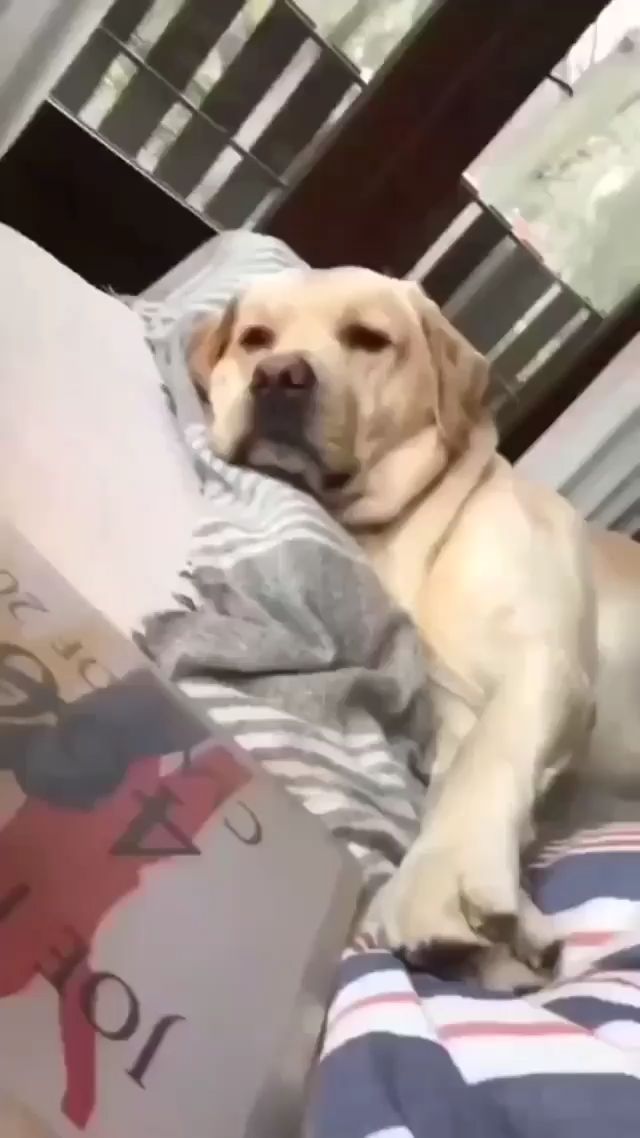 This dog needs attention                      Not allowing owner to work 58406126410639514