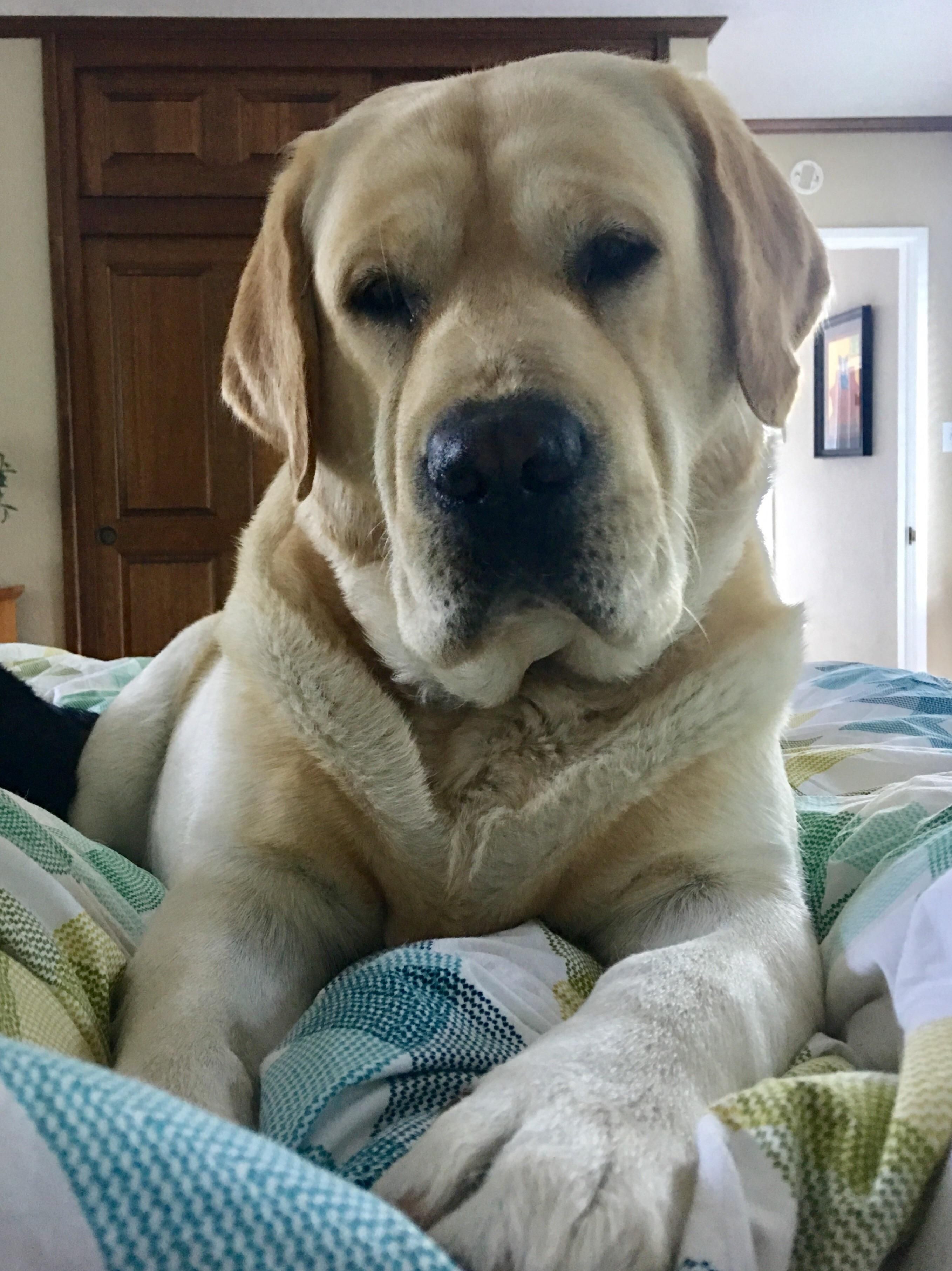 My dad's English lab, Moose, with the most squishable face 58406126406130935