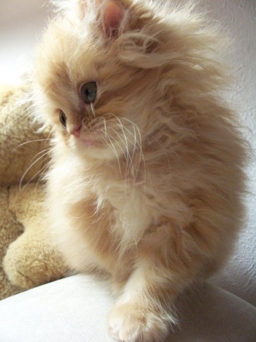 FYI The Cuties Are Taking Over the World REAL SOON!! (25 Pics) 54746951690844231