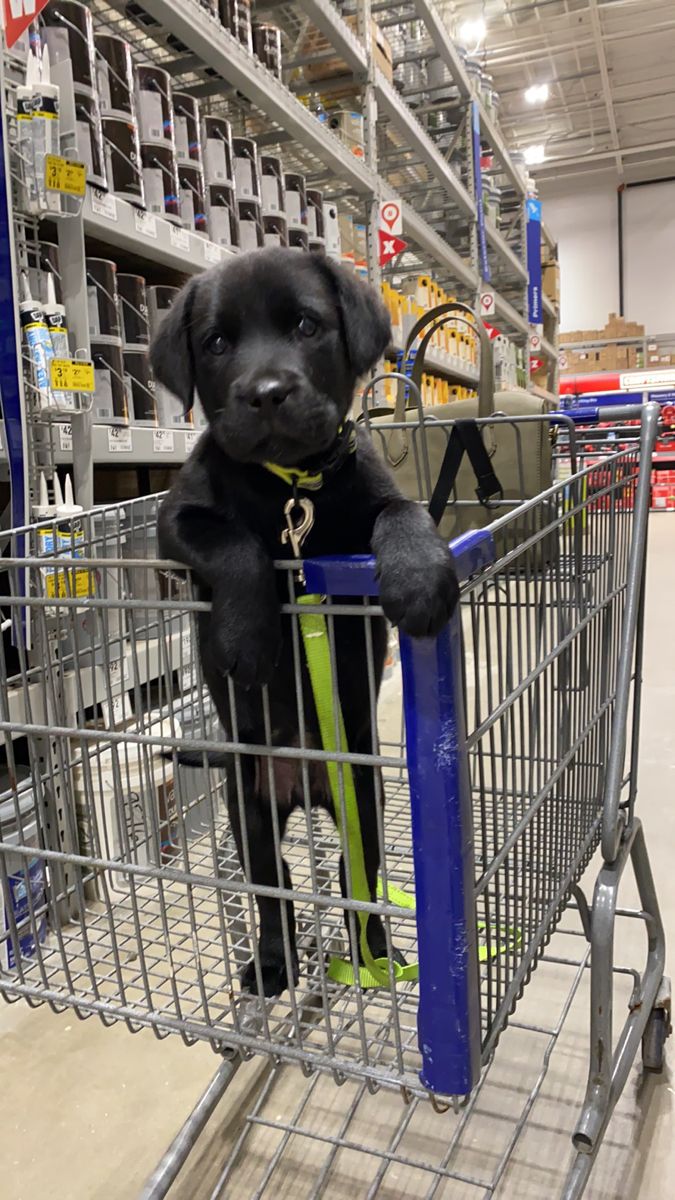 Best shopper Ever 58406126409874579