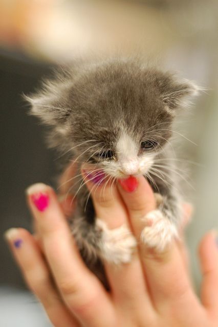 kitty, kitty 54746951696420715