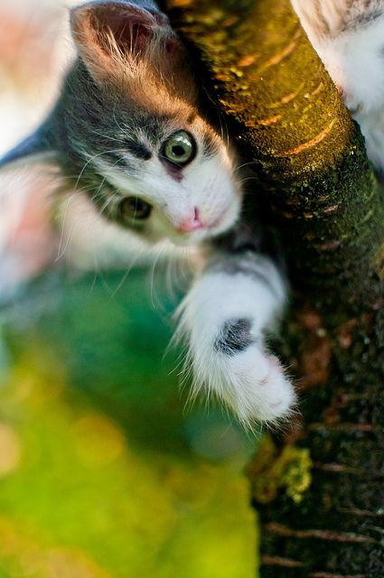 photogenic felines - (Mario Novak Photo) 54746951691595765