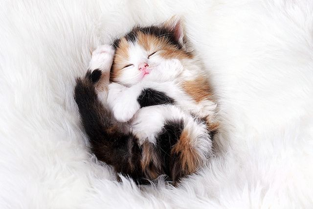 calico kitty! 54746951690009090