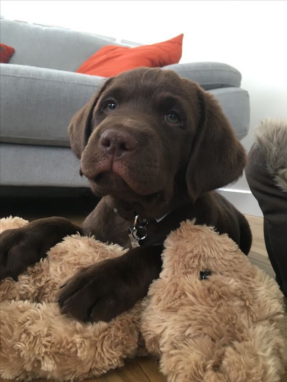 Labrador Retriever  🐾 58406126406004042