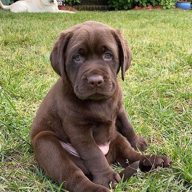 dog puppy dogs #3 58406126407551711
